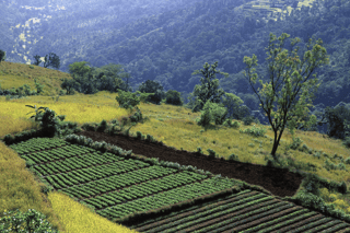 Mahabaleshwar – The Land of Strawberries