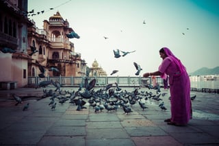 Una donna indiana dà da mangiare ai piccioni all'aperto Una donna indiana dà da mangiare ai piccioni all'aperto
