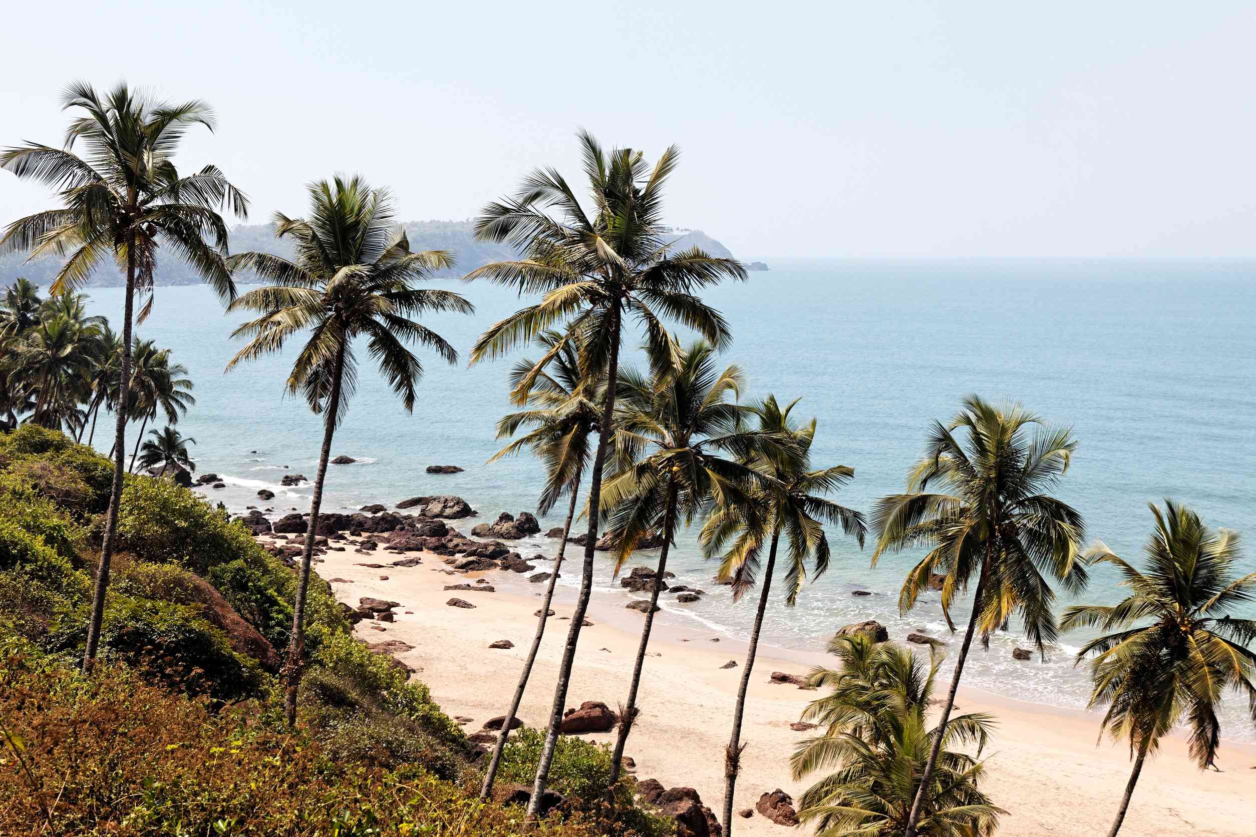 Palm Lined Beach Coastline In Goa