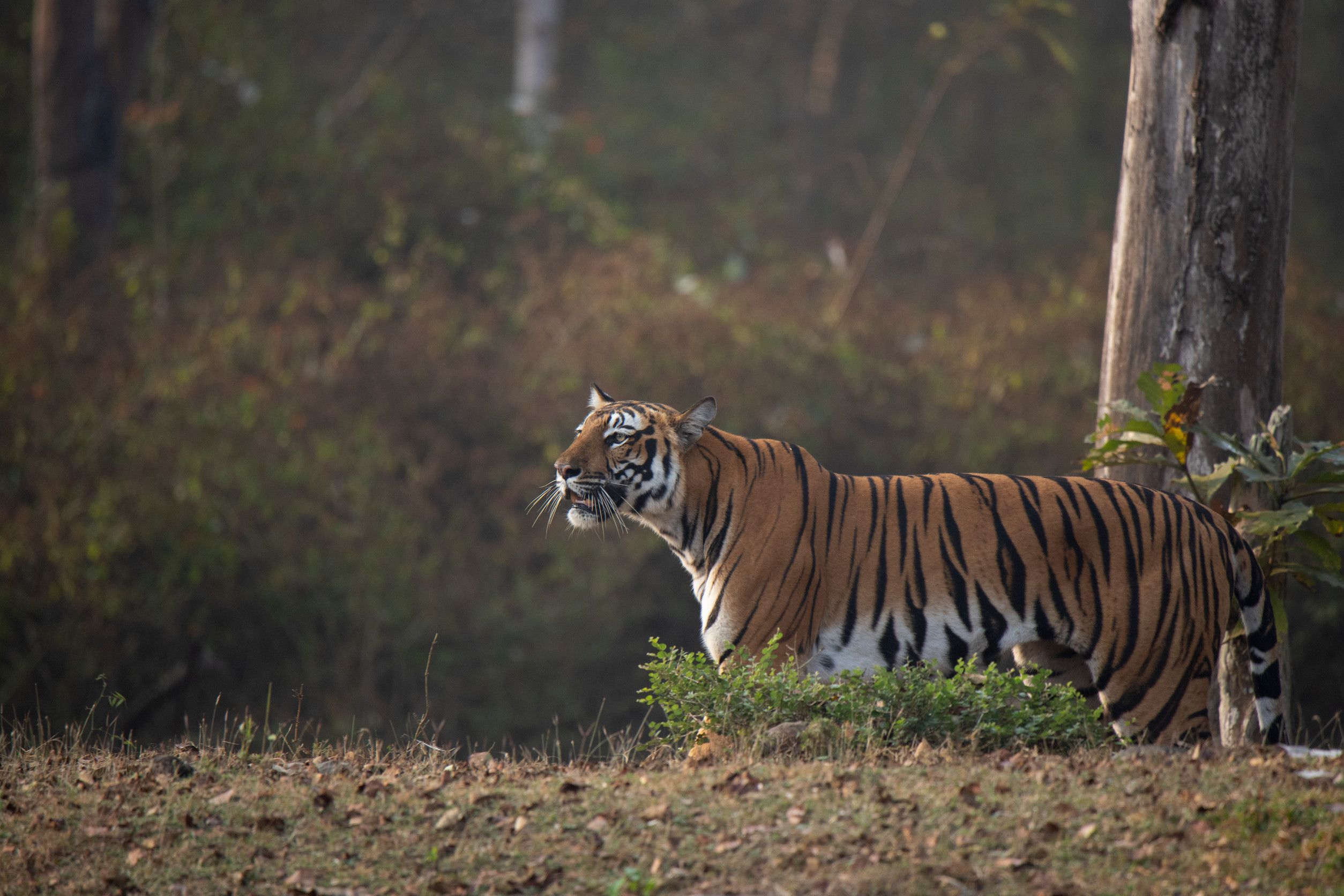 Royal Bengal Tiger In The Sundarbans Forest