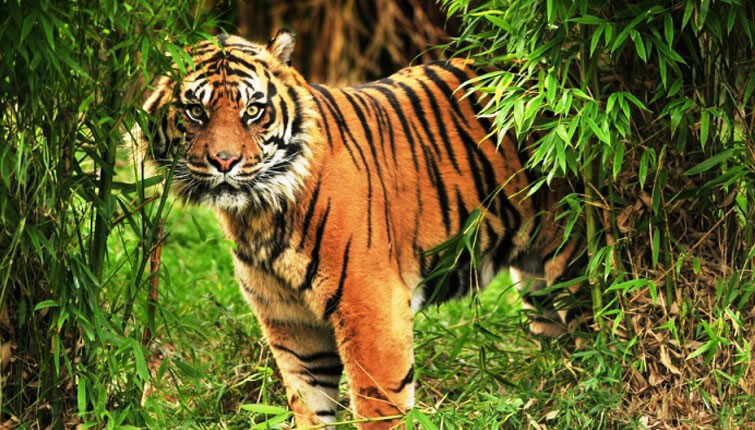 Sundarbans Wildlife Escape