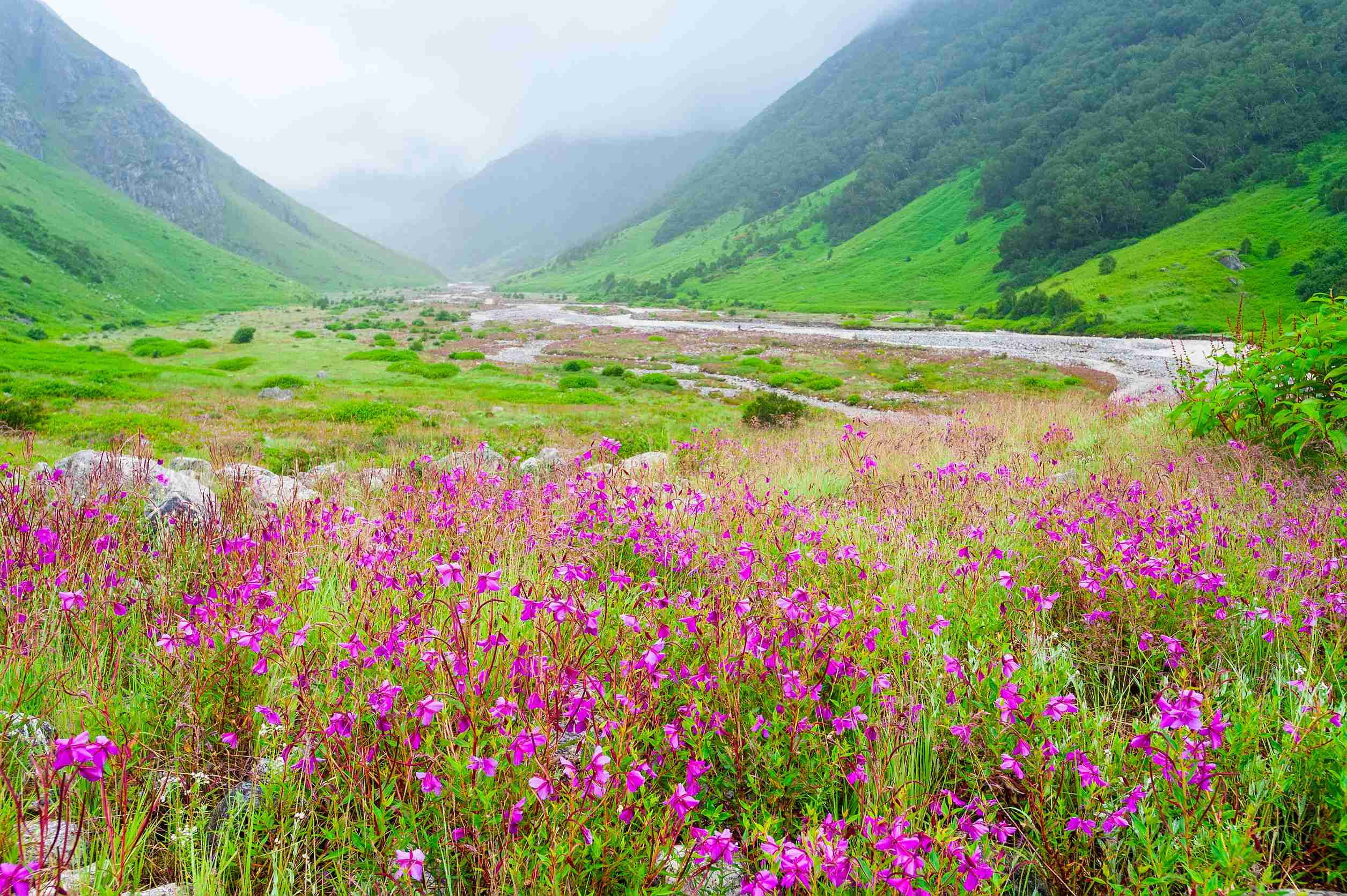 Valley Of Flowers Uttarakhand