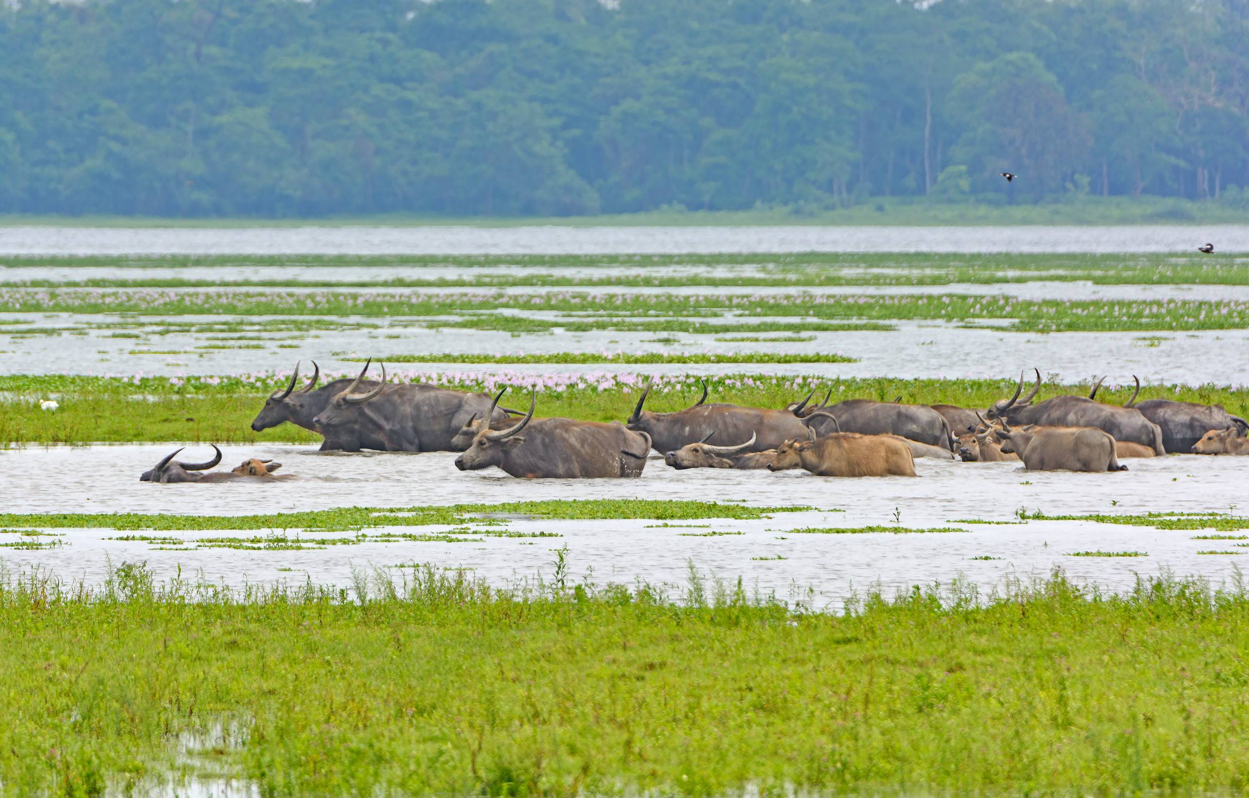 Water Buffalo Crossing The Kaziranga River